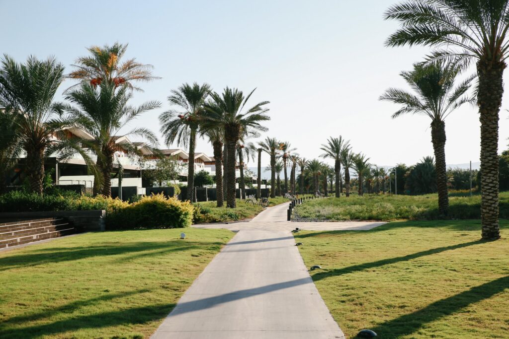 Tranquil park setting with palm trees lining a clear pathway under a bright sky.